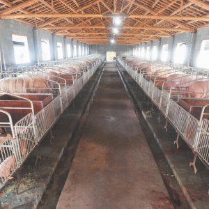 大型养殖场高效制备生物燃气发电工程案例分析